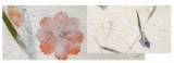Papier  fleurs sches
