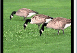 Birds Screensaver