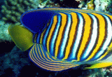 Bright Fishes Screensaver