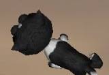 3D Desktop Kitty Cats Screen Saver
