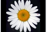 Daisy Flower Screensaver