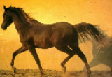 Horse Screensaver