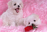 Puppies Free Screensaver