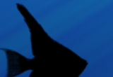 Shadow Aquarium Animated Wallpaper