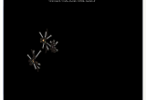 Walking bugs