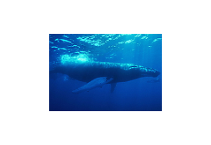 Aquatic Giants Free Screensaver