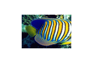 Bright Fishes Screensaver