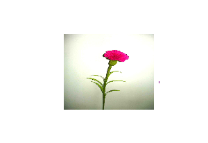 Carnation Flower Screensaver