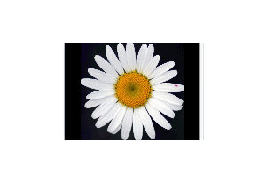 Daisy Flower Screensaver
