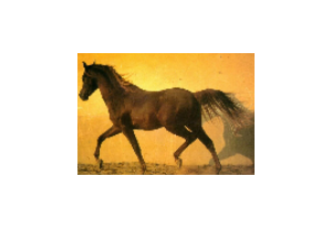 Horse Screensaver