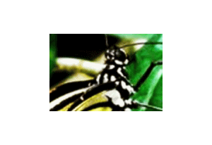 Palawan Butterfly Garden Screensaver