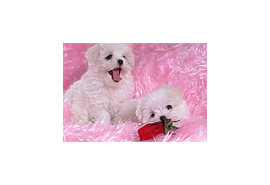 Puppies Free Screensaver
