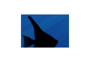 Shadow Aquarium Animated Wallpaper