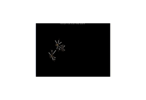 Walking bugs