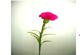 Carnation Flower Screensaver